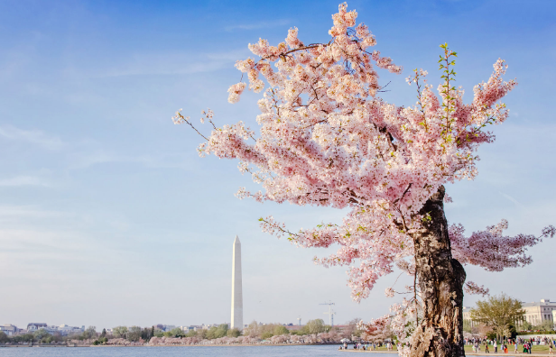 【优质】日本国花(樱花几月开)_综合资讯_滨屿移民网